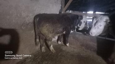 высокодойная карова: Продаю | Бык (самец) | На откорм | Привязанные — 4