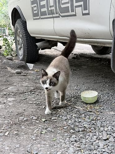 сиамс: Кошка даром: Беспородная, 11 месяцев, Девочка — 4