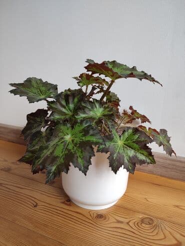 Бегония королевская