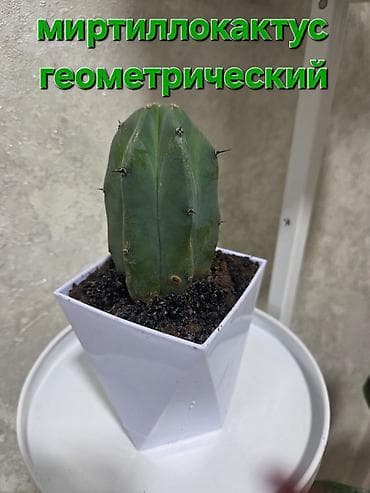 толстянка купить: Коллекция кактусов и суккулентов в горшках. Состав по фото: - Кактусы — 7