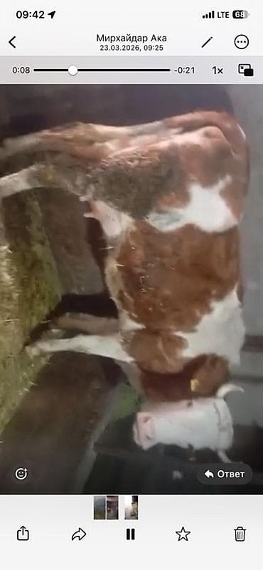 продаю кукуруза: Продаю | Корова (самка) — 6