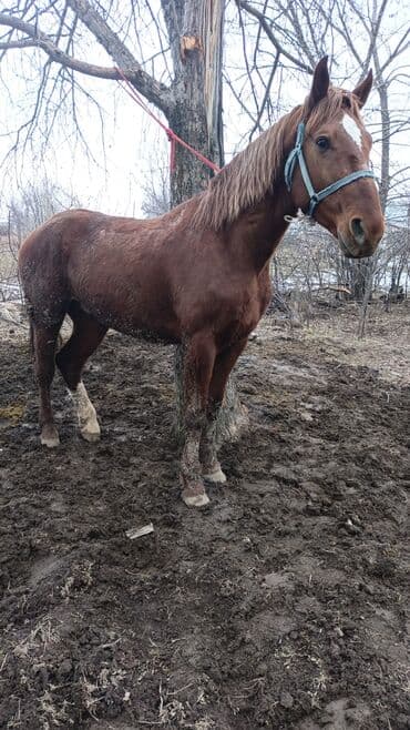 лошади для кок бору: Продаю | Жеребец | Рабочий — 1
