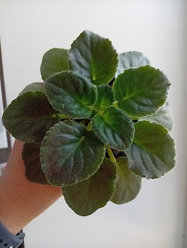 цветы канны: Продаю фиалки есть детки — 3