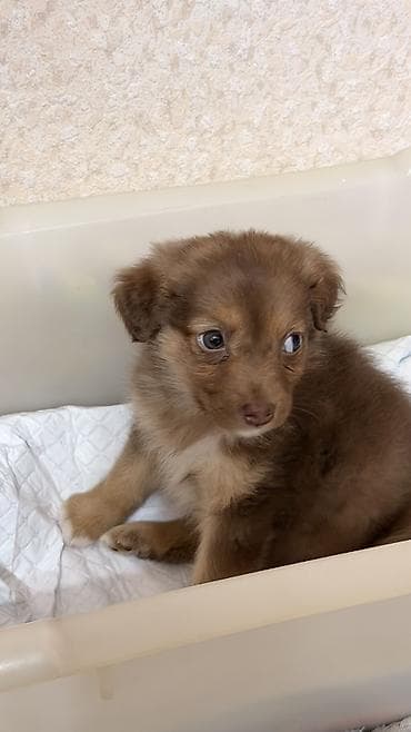 сколько стоит щенок йоркширского терьера: Собака даром: 2 месяца, Самка, С прививкой — 7