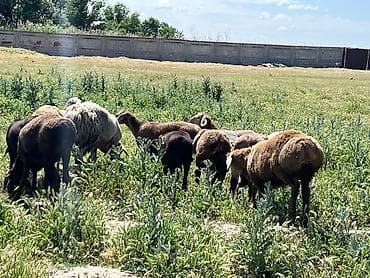баран кара балта: Продаю | Овца (самка), Баран (самец) | Гиссарская | Для разведения, Для шерсти, На забой | Матка, Ярка, Кастрированные — 3