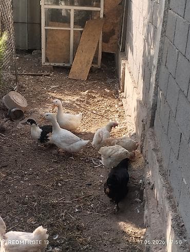 Животные: Продаю | Куры | На забой — 2
