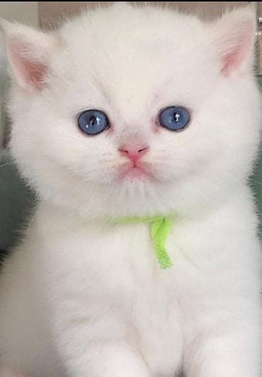 сфинкс кот: Очаровательные котята (окрас золотой и белый шиншилла/золотой) — 2