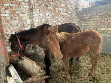 Зоотовары: Продаю | Кобыла (самка), Жеребенок | Для разведения — 3
