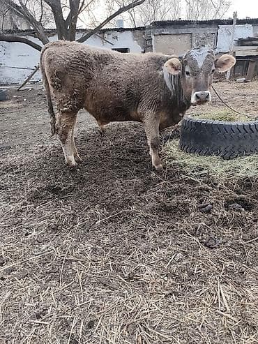 Лошади, кони: Продаю | Бык (самец) | На откорм | Привязанные — 1