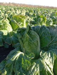 пуэр чай бишкек: Капуста Пекин, Дүңүнөн — 3