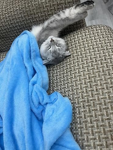 взять котика в добрые руки: Шотландская вислоухая кошка (Scottish Fold), окрас серебристый — 6