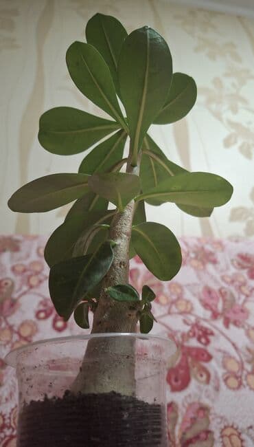 самшит декоративный кустарник: Адениум 5 фото старое — 1