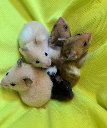 бурудер: Продаются сирийские, ангорские пушистые хомячки, джунгарские — 3