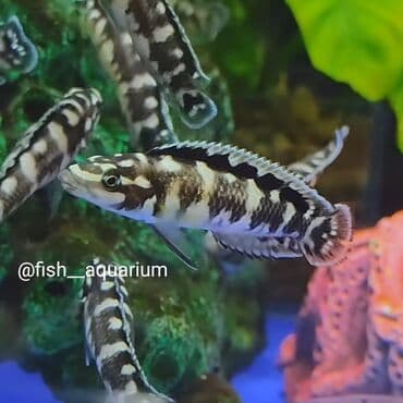 Прекрасны на подарок. Аквариумные рыбки в ассортименте. Большой выбор