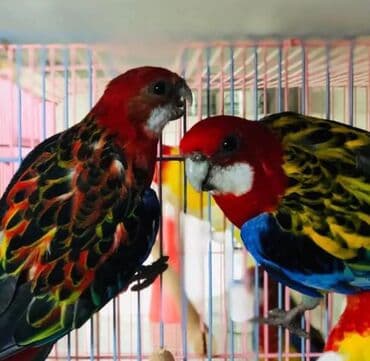 Грызуны: Красные и рубиновые разеллы а так же есть Волнистые, Кореллы, Ожирелые — 4