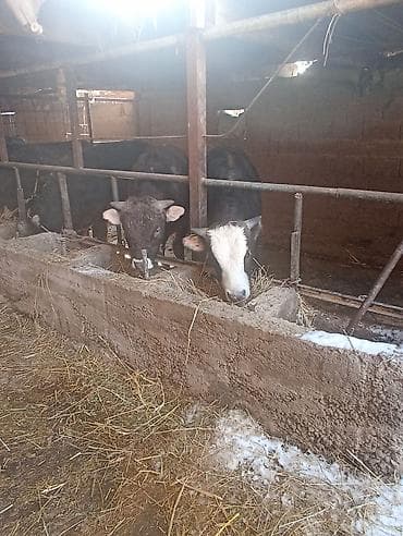 А/ч жаныбарлары үчүн тоюттар: Сатам | Бука (эркек) | Аргын | Бордоп семиртүү үчүн | Байланган — 5