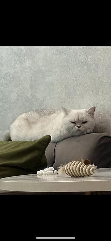 сколько стоит сиамская кошка: Друзья, очень прошу помощи. Мне тяжело это писать. Моя кошка для меня — 1