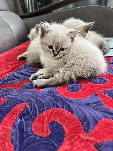 d cat: Котята с окраcом сил-пойнт (светлая шерсть с серо-коричневыми ушками — 1