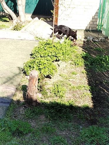 дом животные: Немецкая овчарка, 4 месяца, Самка, С прививкой — 1