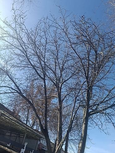 Пилю деревья цена индивидуально! Пилю дровабревна 1500 - с/куб