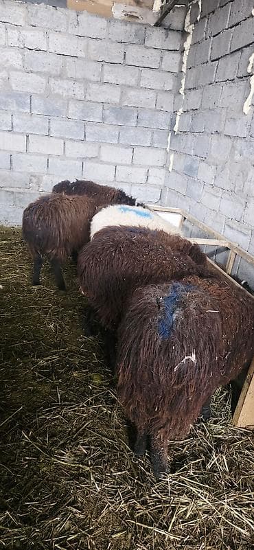 продаю марковку: Продаю | Овца (самка), Ягненок, Баран (самец) | Полукровка, Меринос, Эдильбаевская | На забой, Для разведения — 7