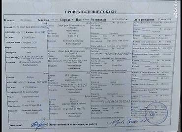 собаки бишкек: ВЯЗКА ВЯЗКА Читайте Внимательно !!! Предлагается Кабель Породы — 6