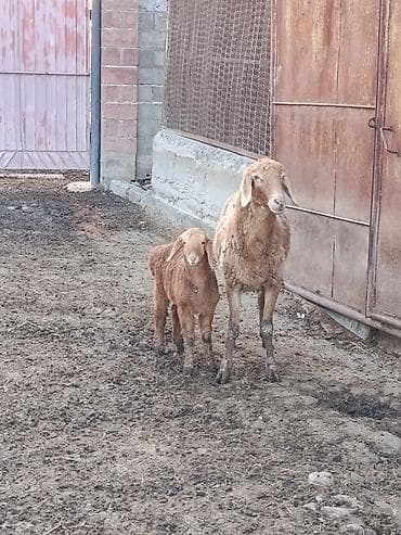 дом для животных: Продаю | Овца (самка) | Для разведения | Матка — 4