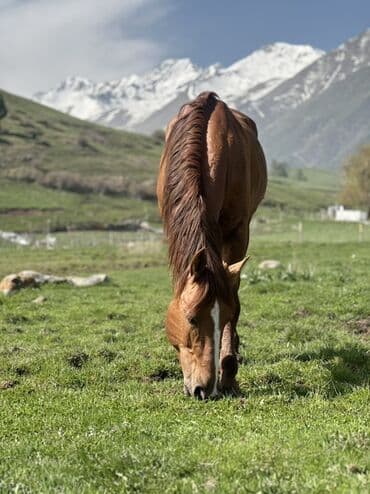 собака немецкая овчарка купить: Конные прогулки для любителей верховой езды. Не далеко от города — 2