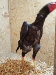 дог порода: Дакан жожо короз сатылат алмашу жолдору бар адрес Заря Тынчтык конушу — 1