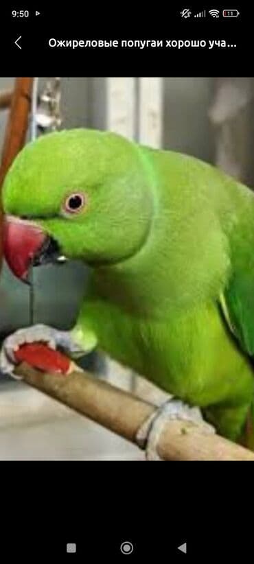 Ожереловый попугай (индийский кольчатый) - Яркое травянисто‑зелёное