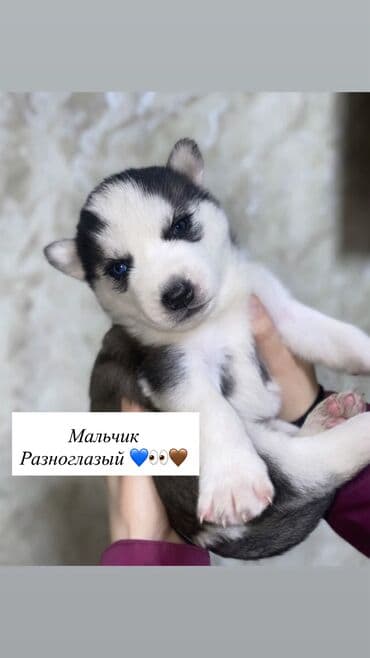 Хаски, 1 месяц, Самец, С прививкой