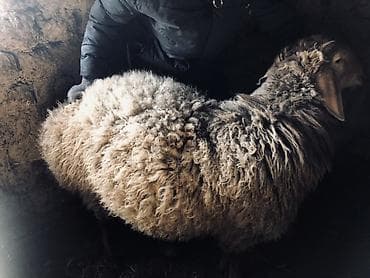 кой эдилбай: Продаю | Баран (самец) | Полукровка | На забой — 4