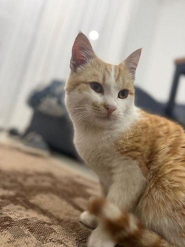 СТО, автобизнес: Требуется Сиделка, График: Пятидневка, 3-5 лет опыта, Полный рабочий день — 1