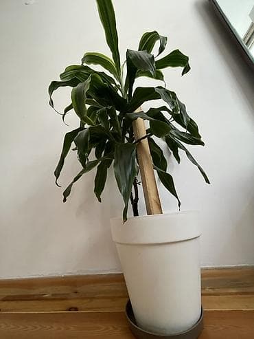 драцена: Драцена (Dracaena fragrans, «дерево дракона») в напольном кашпо - — 1