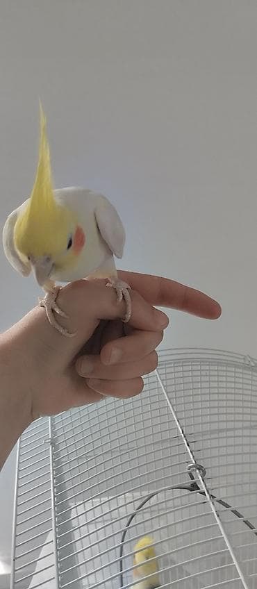 утка лалафа: Продаются две здоровые и ухоженные кореллы. 🐦 Описание птиц: 1 корелла — 4