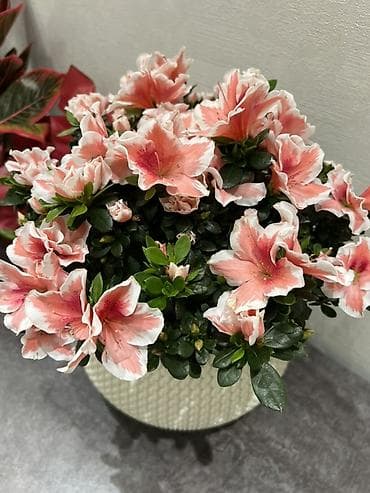 Монстерлер: По городу доставка бесплатно 🚗🪴 - Фикус Бенджамина вариегатный — 8