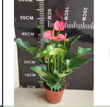 кактус эхинопсис: Комнатные растения в горшках: - Замиокулькас (Zamioculcas — 6