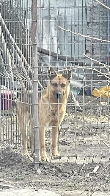 Аквариумы: Собака даром: 1 год, Самец — 2