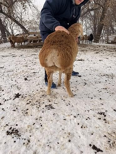 простой тоок: Продаю | Овца (самка) | Для разведения — 2