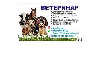 паук в бишкеке: Ветеринарные услуги Профессиональная помощь для сельскохозяйственных — 1