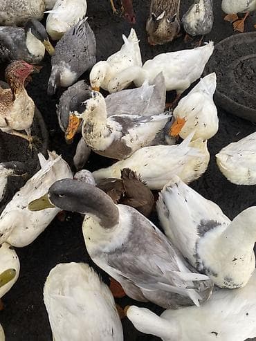 Утки разного окраса (серые, белые, пестрые, коричневые). Крупный