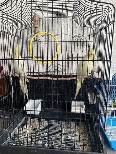 Пара корелл (нимф) с комплектом клетки и аксессуаров. Состав набора