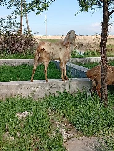 эшек жаныбар: Сатам | Эчки (ургаачы) | Аргын | Сүт алуу үчүн — 3