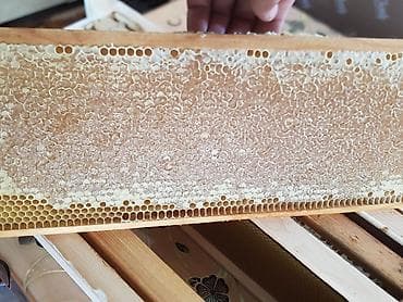 Фрукты: Мёд в сотах продаю. Польза мёда в сoтаx для здoрoвья челoвeка — 1