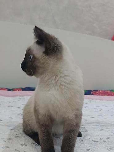 сколько стоит сибирская кошка котенок: Котёнок с сиамским (колор-пойнт) окрасом - Возраст визуально: молодой — 2