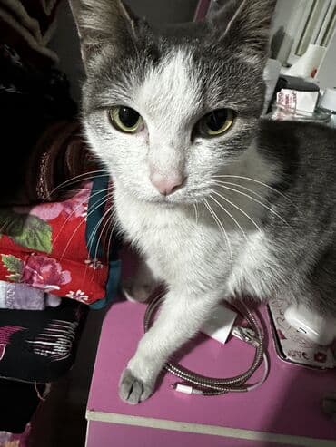 вислоухий кот бишкек: Кошка даром: Беспородная, Девочка, Приучена к лотку — 8