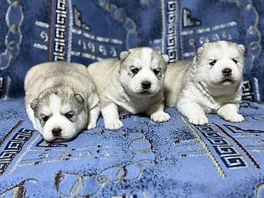 Хаски, 1 месяц, Самка at lalafo.kg Хаски, 1 месяц, Самка