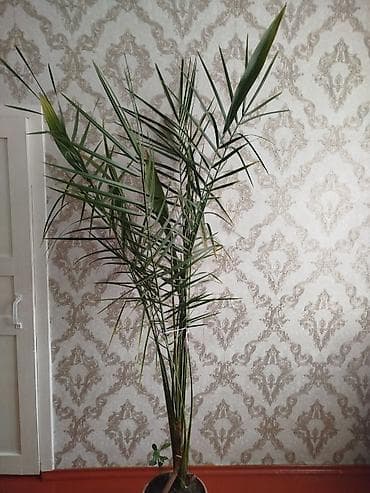 финиковая пальма цена: Продается пальма финикова. Высота 180 без горшка — 1
