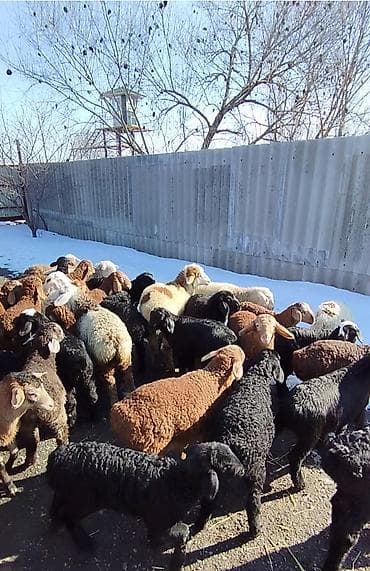 Продаю двухмесячных ягнят только оптом