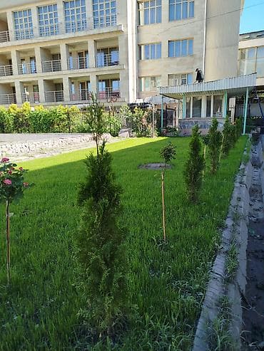 Семена и саженцы: 🌱Газон SUN- для солнечных участков. Подходит для засушливых и жарких — 10